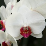 Hennis_Orchideen_156