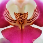 Hennis_Orchideen_174